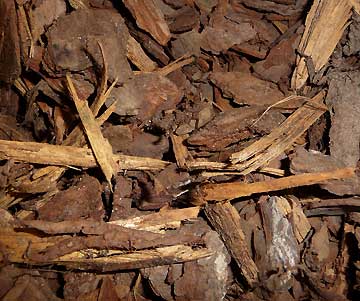 Photo: Pinebark Nuggets