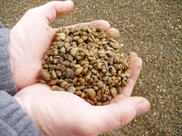 Photo: #8 Riverbed Gravel