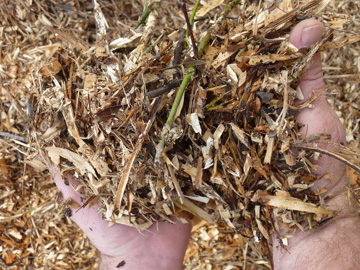 Photo: Tree Chippings